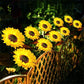 🌻Sunflower Solar Garden Stake Led Lights