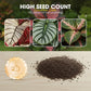 100 Caladium Seeds for Indoor Outdoor Planting