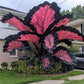 100 Caladium Seeds for Indoor Outdoor Planting