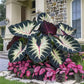 100 Caladium Seeds for Indoor Outdoor Planting