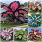 100 Caladium Seeds for Indoor Outdoor Planting