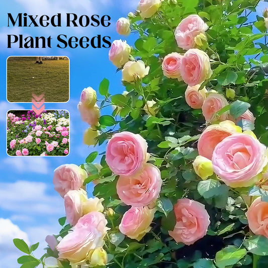 🌹Mixed Rose Plant Seeds🌹